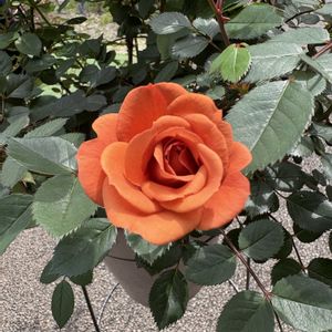 ミニバラ,ミニバラ　テディベアの画像