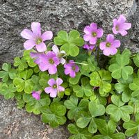 ムラサキカタバミの画像