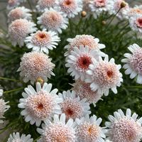 ボンザマーガレット,ボンザマーガレット イチゴショート,サントリー フラワーズ,花と生きるサントリー,サンフラマニアの画像