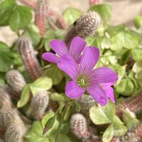 オキザリス,ガザニア,ラベンダー,白檀の画像