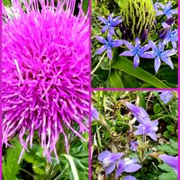 アザミ,シラー・ペルビアナ（オオツルボ）,ムラサキサギゴケ(紫鷺苔),いつもありがとう♡,GSのみなさんに感謝♡の画像