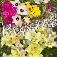 イキシア,キンギョソウ,小さな庭,玄関アプローチの画像