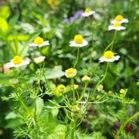 カモミール,ジャーマンカモミール,我が家の庭の画像