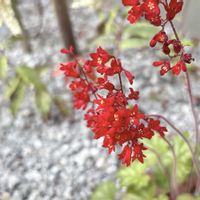 ヒューケラの画像