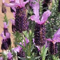 フレンチラベンダー,相鉄三ツ境駅前の画像