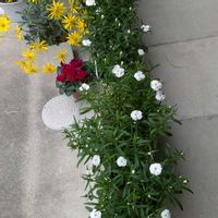 ナデシコ,ヘデラ,ユリオプスデージー,ガーデンシクラメン,ガーデンシクラメンの画像