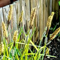 カレックス,カレックス・エラータ・オーレア,オーナメンタルグラスの画像