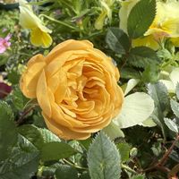 ミニバラ,ミニバラ,ミニバラ・モカ,ミニバラ・モカ,ベランダガーデニングの画像