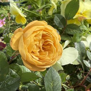 ミニバラ,ミニバラ,ミニバラ・モカ,ミニバラ・モカ,ベランダガーデニングの画像