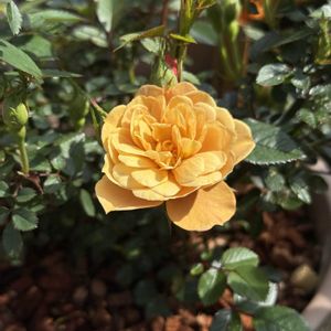 ミニバラ・モカ,開花の画像