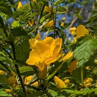 ヤマブキ,カキドオシ,山野草,季節の花,花のある暮らしの画像