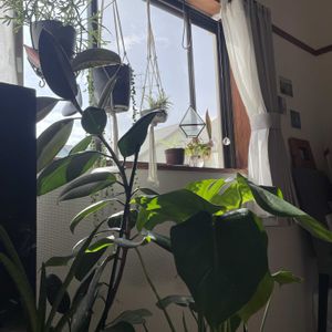 チランジア,グリーンネックレス,ベゴニア,モンステラ,オリヅルランの画像