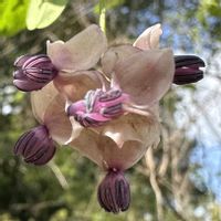 アケビ,お散歩の画像