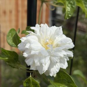 クレマチス,クレマチス　ダッチェス・オブ・エジンバラ,開花,白花,クレマチス 鉢植えの画像