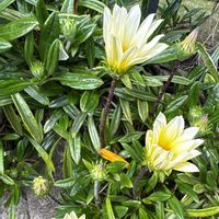 ガザニアの画像