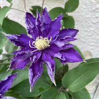 クレマチス,ベルフラワー,オトメギキョウ(ベルフラワー),玄関横,紫色の花の画像