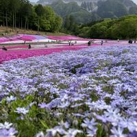 シバザクラ,シバザクラ 多摩の流れ,シバザクラ オータムローズ,シバザクラ　モンブラン,オーキントン ブルーアイの画像