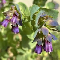 セリンセ・マヨール,タツナミソウ,フレンチラベンダー,エリゲロン,種まきっ子の画像