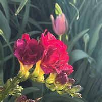 フリージア,狭い花壇,春・大和路,チラッとだけ公開,大和路快足の画像