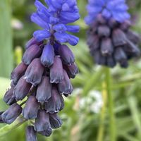 アジュガ,ブラキカム,ペチュニア,ムスカリ,斑入りブルーデージーの画像