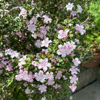 レウィシア,紫蘭,ヤブヘビイチゴ,白丁花(ハクチョウゲ),オルラヤ　グランディフローラの画像