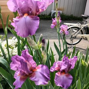 地植え,花のある暮らし,楽しみです,駐車場の花壇にの画像