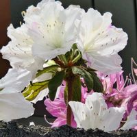 アザレア,アザレアの画像