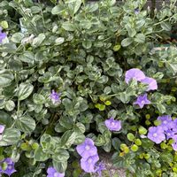 コンボルブルスの画像