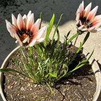 ガザニア,多肉植物 寄せ植え,サルナシ,エケベリアのお花,コテマリの画像