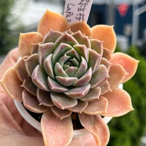 多肉植物,多肉大好き,多肉中毒,多肉のある暮らし,多肉女子の画像