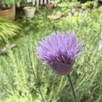 タツナミソウ,チャイブ,ローズマリー,レモンバーム,ハーブの画像