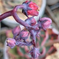 ブラックローズ,多肉花芽,ブラックローズ　たなばたの画像