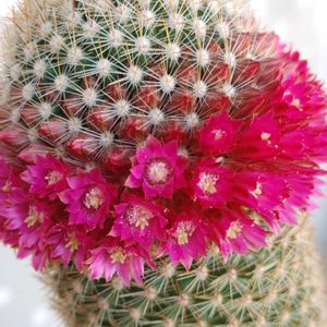 金盛丸,ニクサーナ,内裏玉,ロビビア,マミラリア 内裏玉の画像