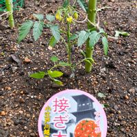 ミニトマト（アイコ）,家庭菜園の画像