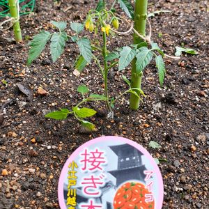 ミニトマト（アイコ）,家庭菜園の画像