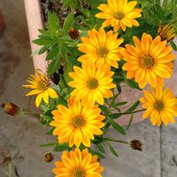 オステオスペルマム,オステオスペルマム　キャンディフィールズ,鉢植え,癒し,花のある暮らしの画像