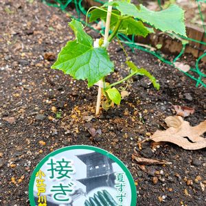 キュウリ,キュウリ 夏すずみ,家庭菜園の画像