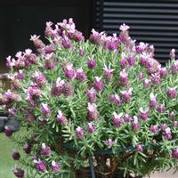 フレンチラベンダー,花びら,蕾 つぼみ,テラスの画像