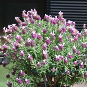 フレンチラベンダー,花びら,蕾 つぼみ,テラスの画像