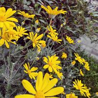 ユリオプスデージー,庭の画像