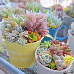 多肉植物,多肉寄せ植え,多肉植物のある暮らし,お引っ越しの画像