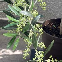 オリーブ,鉢植え,ベランダの画像
