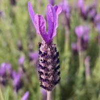 フレンチラベンダー,お出かけ先の画像