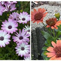 薔薇,オステオスペルマム,オステオスペルマム,ばら ハミングバード,可愛い〜♡の画像