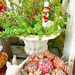 セダム属 マジョール,宿根アリッサム サキサチレ,セダム アクレ エレガンス,紫陽花 ひなまつり,斑入り  ジュズサンゴ  絣の画像