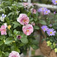 ビオラ,神戸べっぴんさんビオラ,ガーデニング,ビオラ・パンジー,神戸べっぴんさんの画像