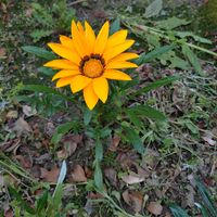 ガザニアの画像