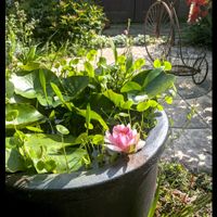 ガーベラ,スイレン,ガーデニング,花のある暮らし,小さな庭の画像