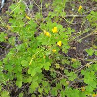 カタバミの画像