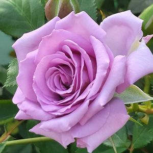 ミニバラ,ラブリーブルー,ばら バラ 薔薇,ブルー系のバラの画像